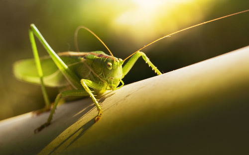 Close-up of insect on leaf