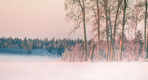 Beautiful snowy sunrise scenery with trees in local rural area.