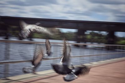 Blurred motion of birds flying over water
