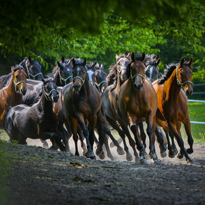 Horses on field