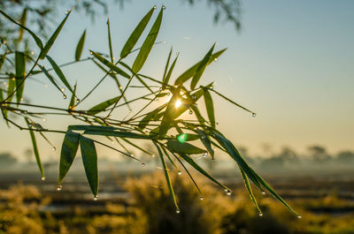 Close-up of wet plant on field against sky