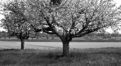 View of cherry tree in field