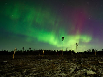 Northern lights over a cut forest