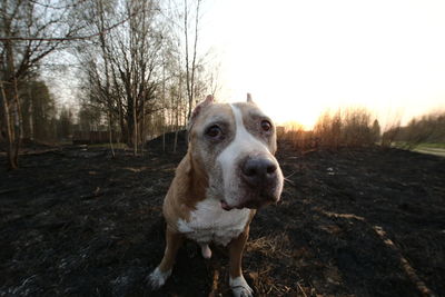 Dog standing on field