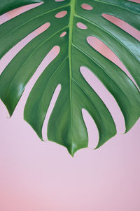 Close-up of green leaves