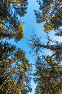 Low angle view of trees against sky