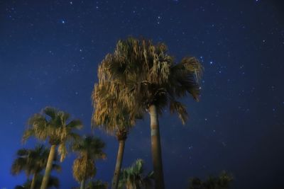 Low angle view of palm trees against sky at night