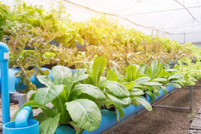 Potted plants in greenhouse