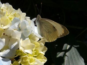 Close-up of butterfly on flower