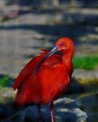 Close-up of parrot perching on a lake