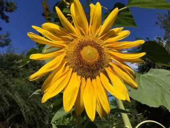 Close-up of sunflower