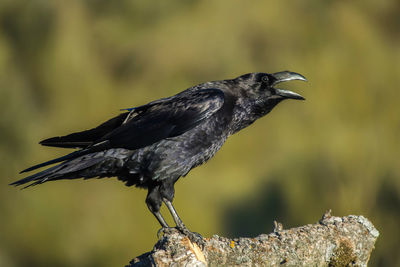 Close-up of raven perching on branch