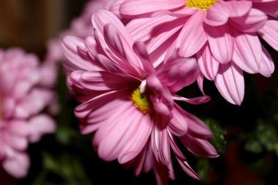 Close-up of pink flowering plant in park