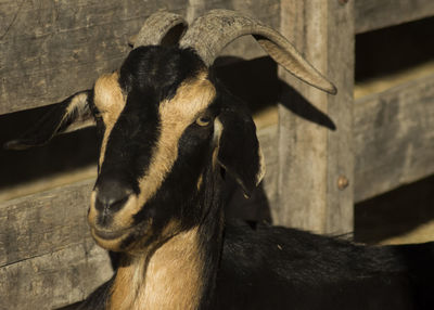 Close-up of horse