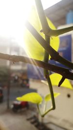 Close-up of yellow flowering plant against sky