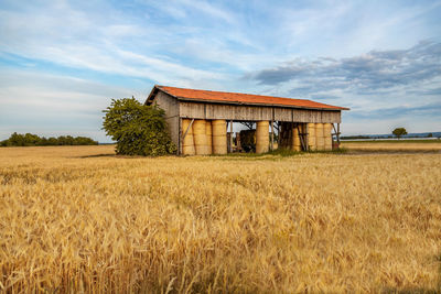 Wooden barn open house with stacked dry hay bales surrounded by golden wheat field with blue sky