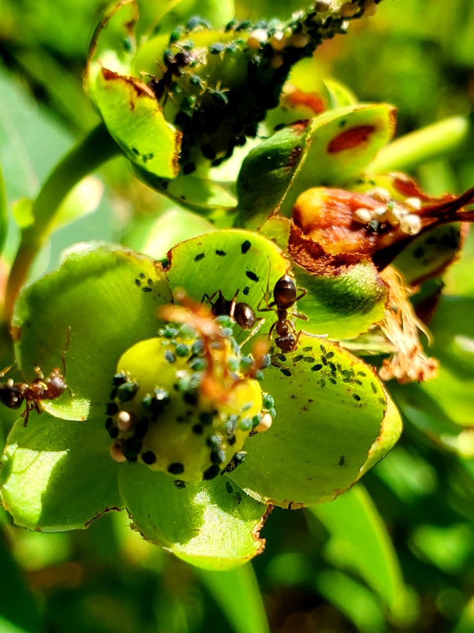 CLOSE-UP OF FRUITS GROWING ON PLANT