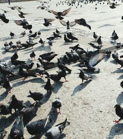 High angle view of pigeons on footpath