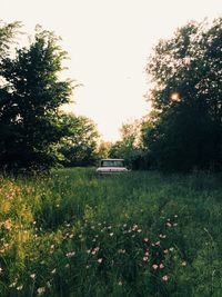 Trees growing on grassy field