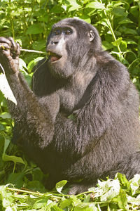 Monkey sitting in a forest