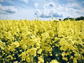 Scenic view of oilseed rape field against sky