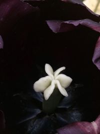 Close-up of flower against blurred water