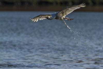 Seagulls flying over sea