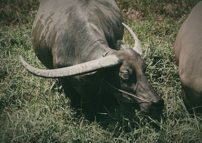 Close-up of a buffalo on field