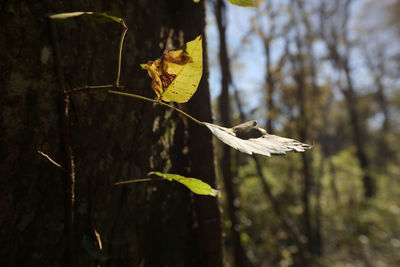 Close-up of dry leaves on tree