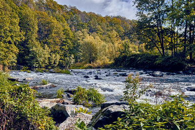 Plants by river stream in forest during autumn