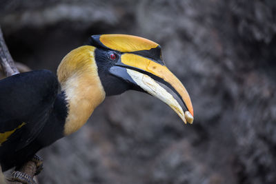 Close-up of bird