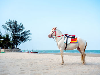 Horse cart on beach against sky