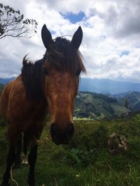 Horse standing on field against sky