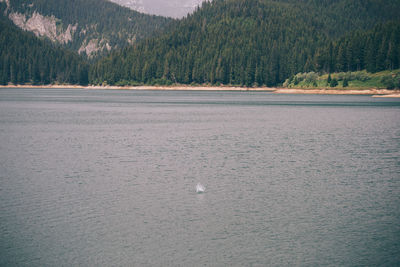 View of swan swimming in lake