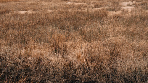 grass