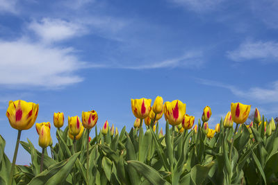 Yellow tulips growing on field against sky