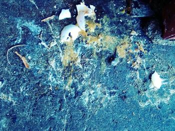 Close-up of white flowers