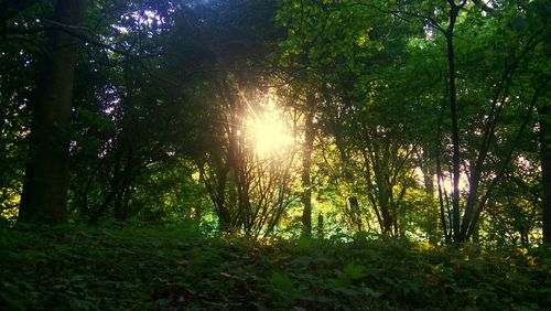 Trees in forest