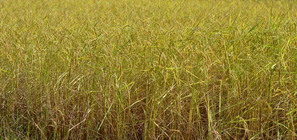 Full frame shot of corn field