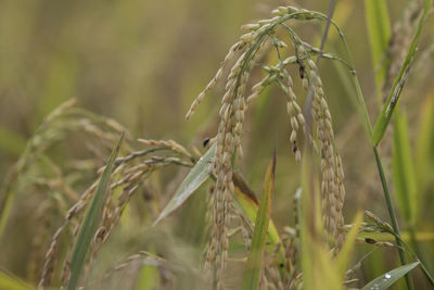 Close-up of stalks in field