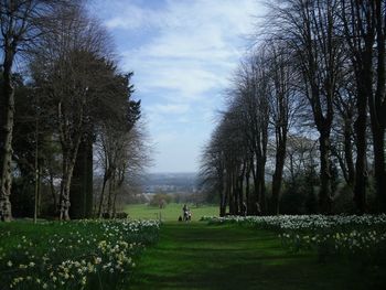 Trees on field against sky
