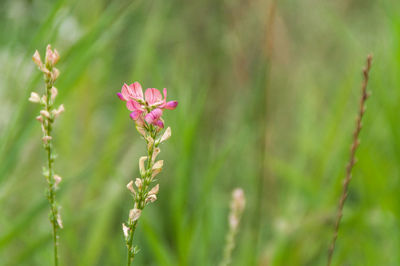 Close-up of pink flower