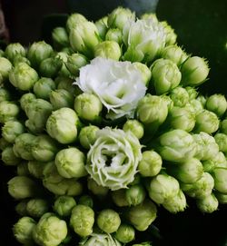 Close-up of flowers