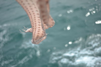 Low section of person swimming in sea