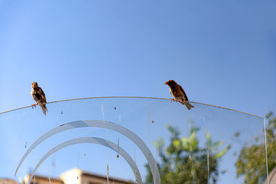 Low angle view of bird perching on plant against sky