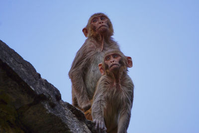 Low angle view of monkey against clear blue sky