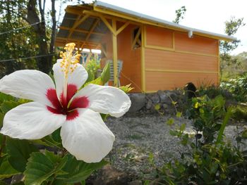 Close-up of flowers blooming in garden