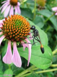 Close-up of honey bee on coneflower