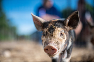 Brown, black and white piglets playing