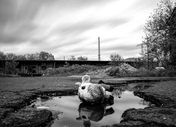 View of duck in lake against sky